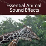 Sound Effects Songs MP3 Download